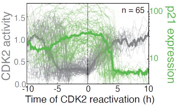 6/8At some point, these proliferative factors overwhelm the arrest factors, sending cells back into the proliferative cell cycle—along a different route! We know this because live-imaging shows cells reactivating CDK activity hours before losing p21 expression.