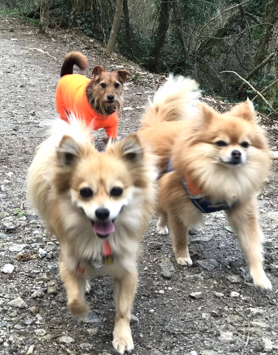 TheK9CapersCo's tweet photo. We found the perfect spot to have a great walk sheltered from the 💨💨💨 this morning!  🌳 🌳 🌳💕

#StMawes #theStMawesDogWalker https://t.co/OEkztCpc3O https://t.co/0JMpBvVTX0