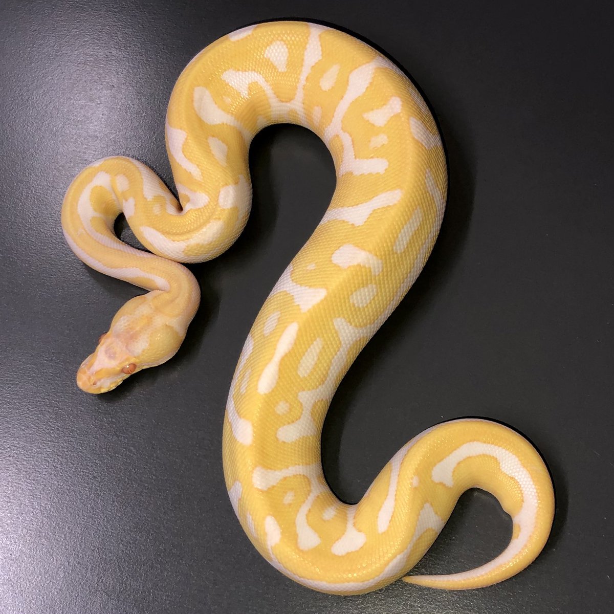 06shockwave 在 Twitter 上 エンチスマ アルビノレオパード モハベクラウンposshetゴースト パステルディスコ ファイアクラウン Sold ボールパイソン T Co Bhvadytjjc Twitter