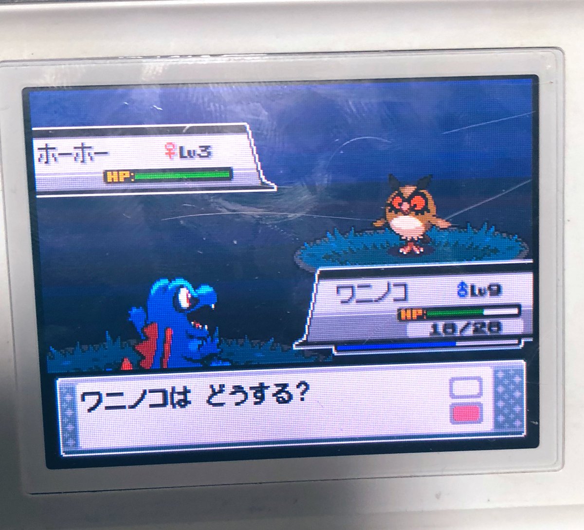 空鯖 寝落ちの民 3日前にさ ジーンズでさ ポケモンコラボのワニノコメガネ買ったねん 後2 3日でお迎えなんよ ワニノコ懐かしいなって思って 再び始めたぜ 空鯖 寝落ちの民 3日前にさ ジーンズでさ ポケモンコラボのワニノコメガネ買ったねん 後2 3日でお迎えなんよ ワニノコ懐かしいなって思って 再び始めたぜ