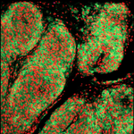 Photo by Markovic Lab (@MarkovicLab)