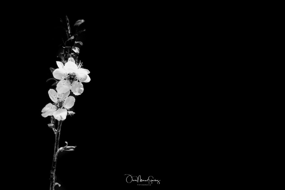 Fotografía minimalista, otra de las afectadas que no puedo presentar a concurso.
 
#flores #fotografiaminimalista #minimalismo #blancoynegro #naturaleza_spain #menosesmas