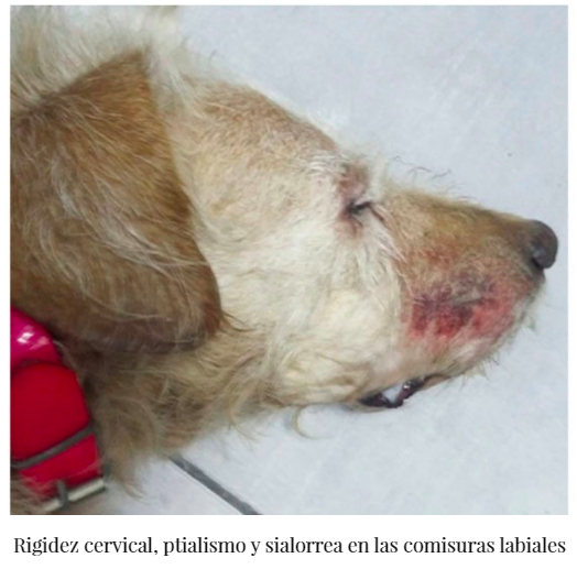 Bureli's tweet photo. Artículo que describe la infección por virus #Aujeszky en 13 perros de una rehala que participaron en una cacería de jabalí. Muy característico el prurito focal compulsivo y la evolución rapidísima y mortal. Por suerte... no es una zoonosis! https://t.co/BNMYrAwaNa https://t.co/ZnsDVHRoJO