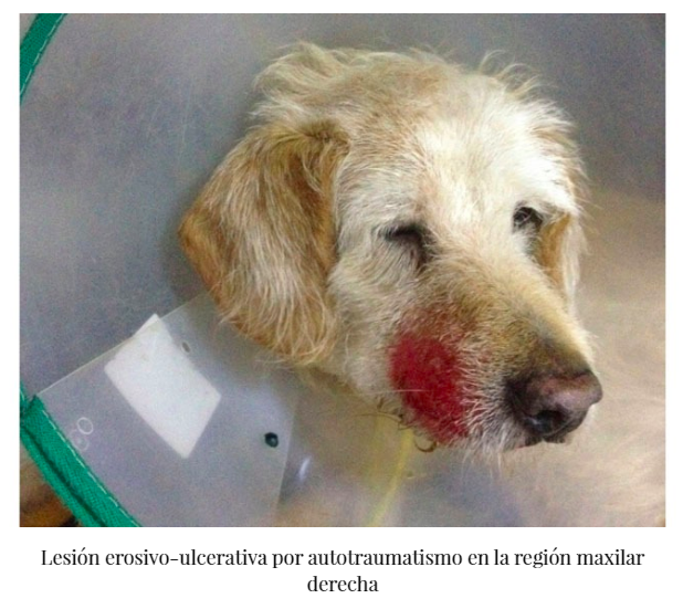 Bureli's tweet photo. Artículo que describe la infección por virus #Aujeszky en 13 perros de una rehala que participaron en una cacería de jabalí. Muy característico el prurito focal compulsivo y la evolución rapidísima y mortal. Por suerte... no es una zoonosis! https://t.co/BNMYrAwaNa https://t.co/ZnsDVHRoJO