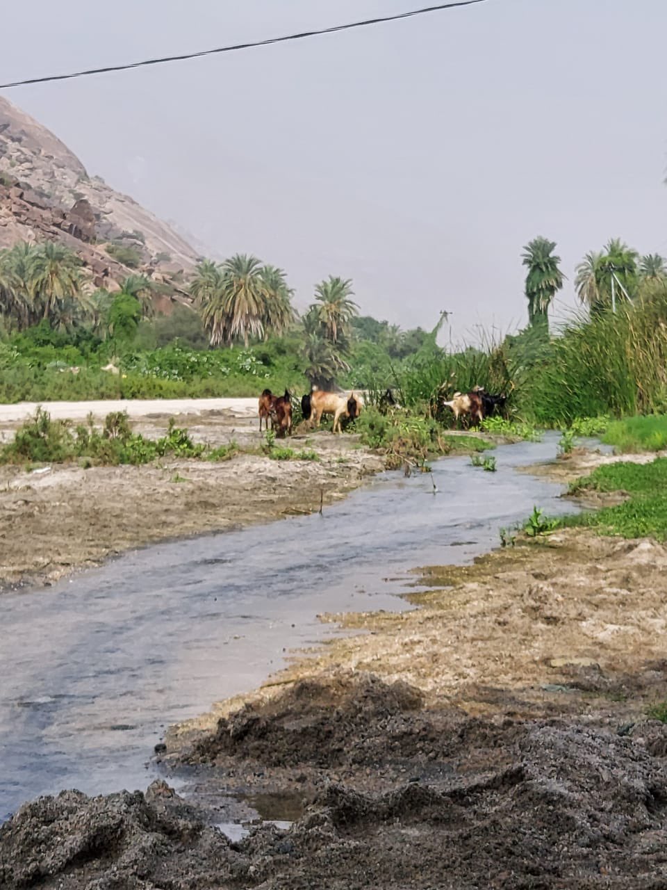 غنما وادي الشذوذ: معناه