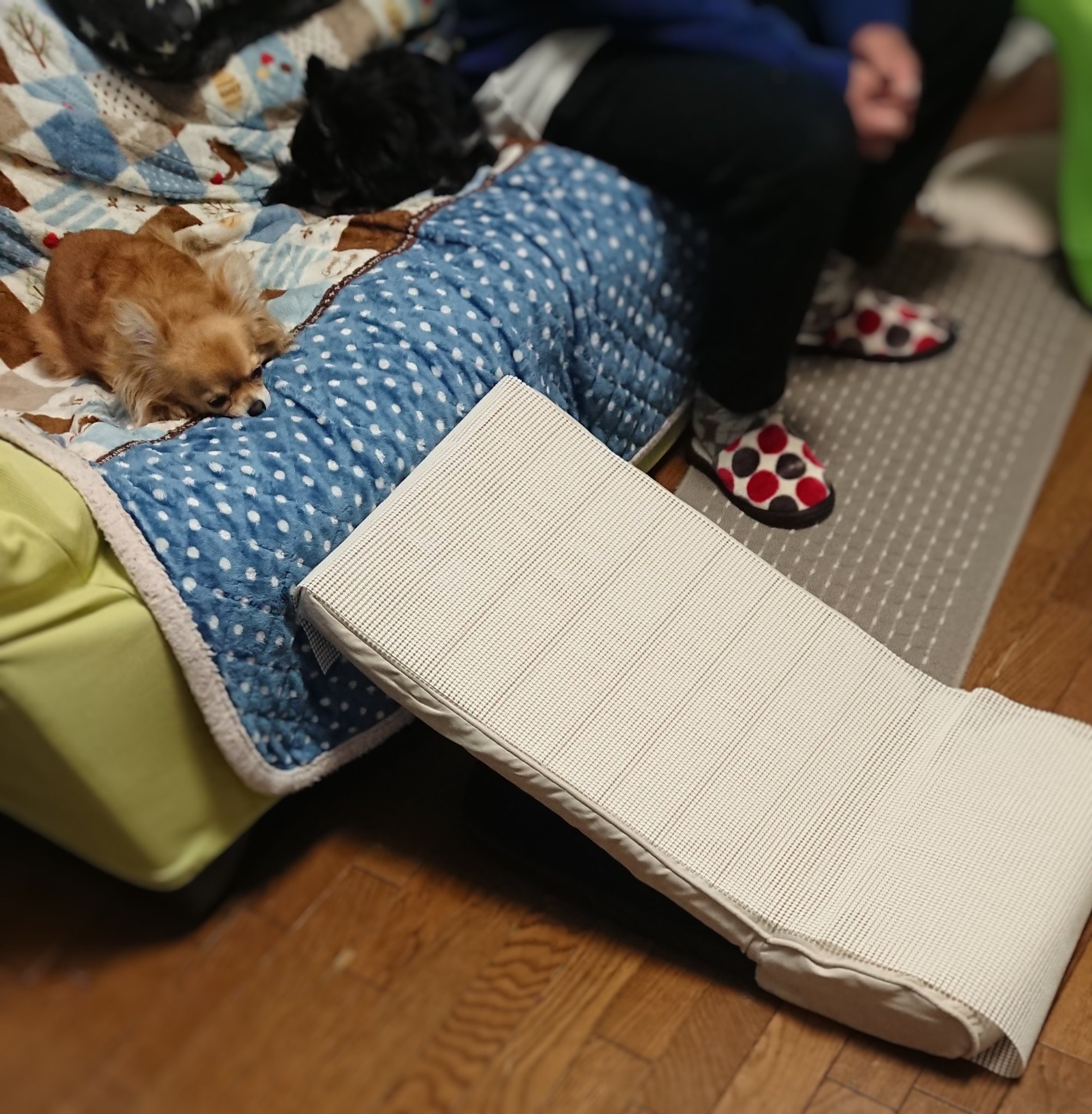 犬用スロープ Twitter Search Twitter