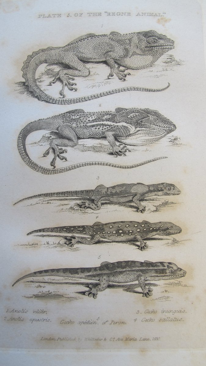 Georges Cuvier’s ‘The animal kingdom arranged in conformity with its organization…’ (1827-35) had several volumes full of spectacular images covering mammals, birds, fish, reptiles, fossils, molluscs, crustaceans, arachnids and insects.