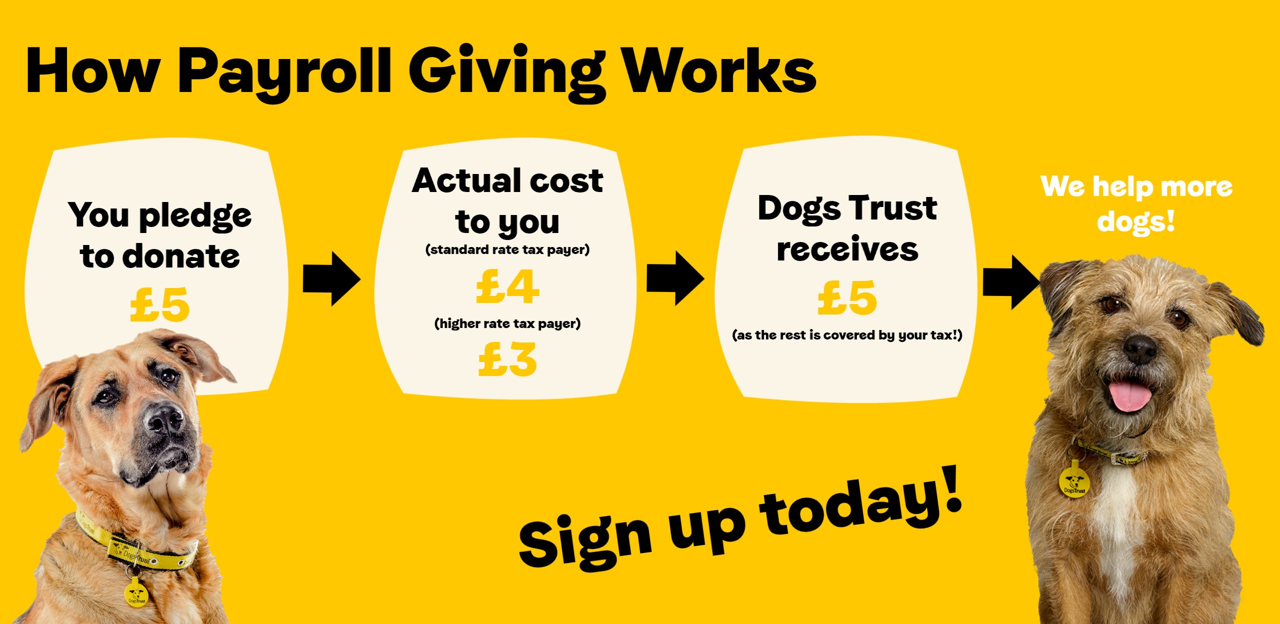 Giving a dog hotsell to dogs trust