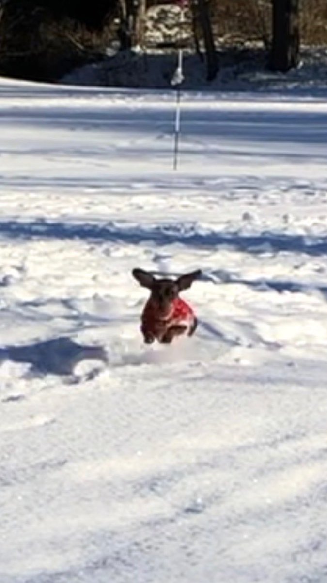 crombie_dog's tweet photo. Ears to #flymode   Lolo flying through the snow ❄️❄️ https://t.co/PQUH9F3oG8