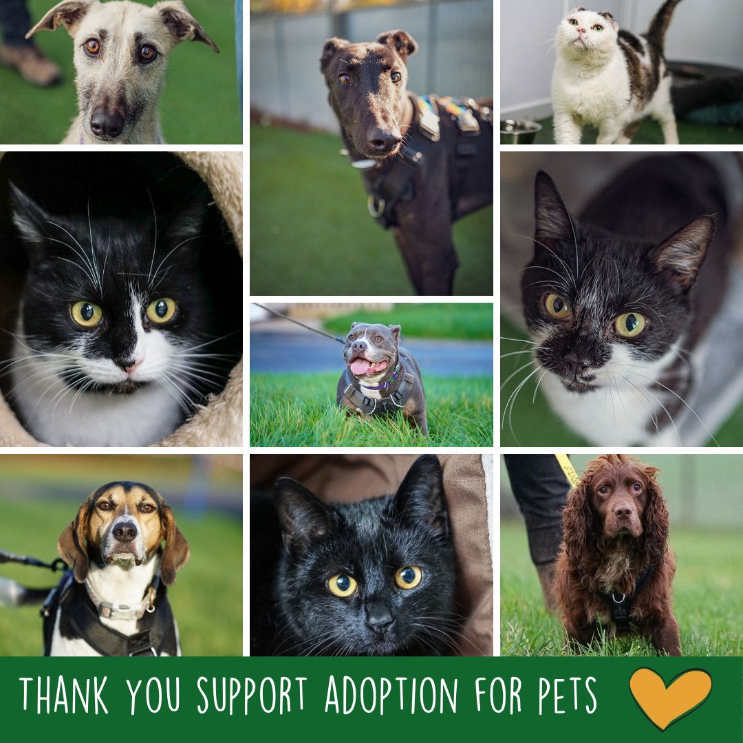 #ThankYou to the amazing @AdoptionForPets , who today gave us a surprise early valentines present of £2,000.

We are all so thrilled, and with all the staff stopping the morning clean to watch the announcement, it certainly was an awesome way to start the day!!

#AdoptDontShop
