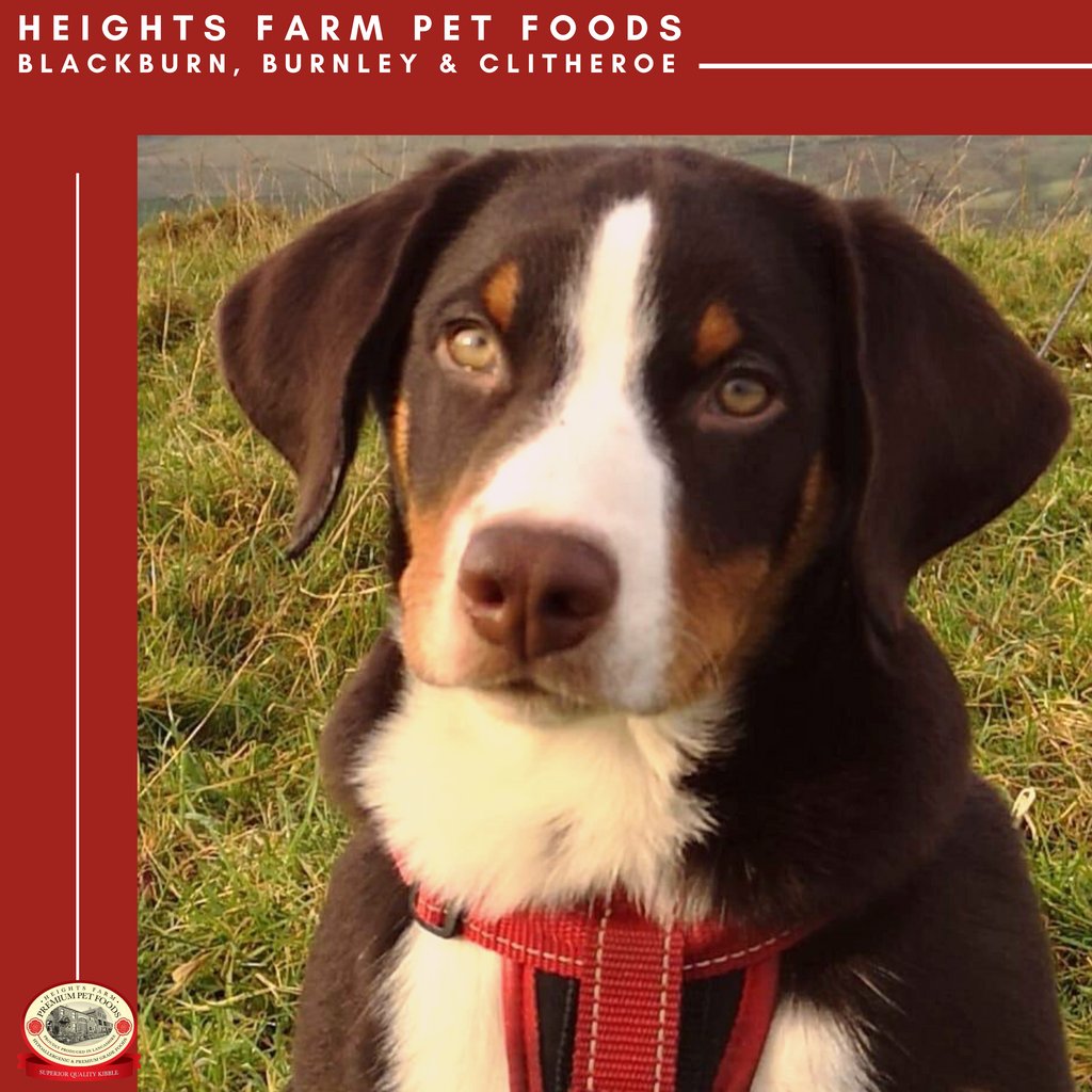 🚨NEW CUSTOMER🚨

Meet Yanmar, a 4-month-old Appenzeller Sennenhund and a customer of Heights Farm Blackburn, Burnley &amp; Clitheroe. We have the most beautiful customers at Heights Farm and get to know other breeds that you don't come across every day. 

heightsfarmpetfoods.co.uk