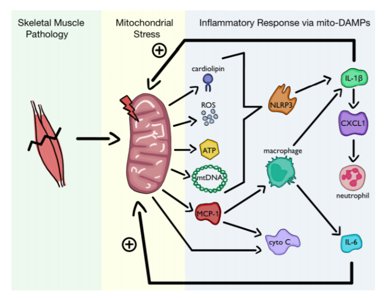 <a href="/AJPCellPhys/">AJP-Cell Physiology</a> New mini review by Qualls et al. on #mitochondria-cytokine crosstalk after skeletal muscle injury. To read more about the mitochondrial content, structure, and function disruption following skeletal muscle injury: doi.org/10.1152/ajpcel…