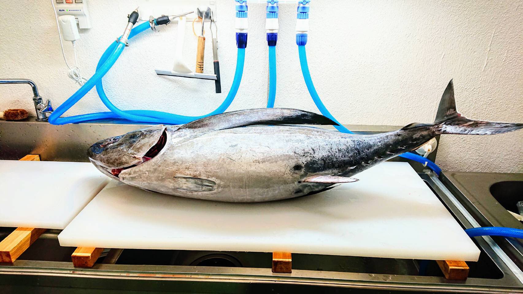 お魚fantasista 神津島 熟成魚工房 津本式究極の血抜き 熟成魚 神津島で稀に見る 超超ハイポテンシャル個体 極太ビンチョウマグロ 21kg 明日より出品致します Check It Out T Co Cy6lzrpvvn T Co Lspygdrp72 Twitter