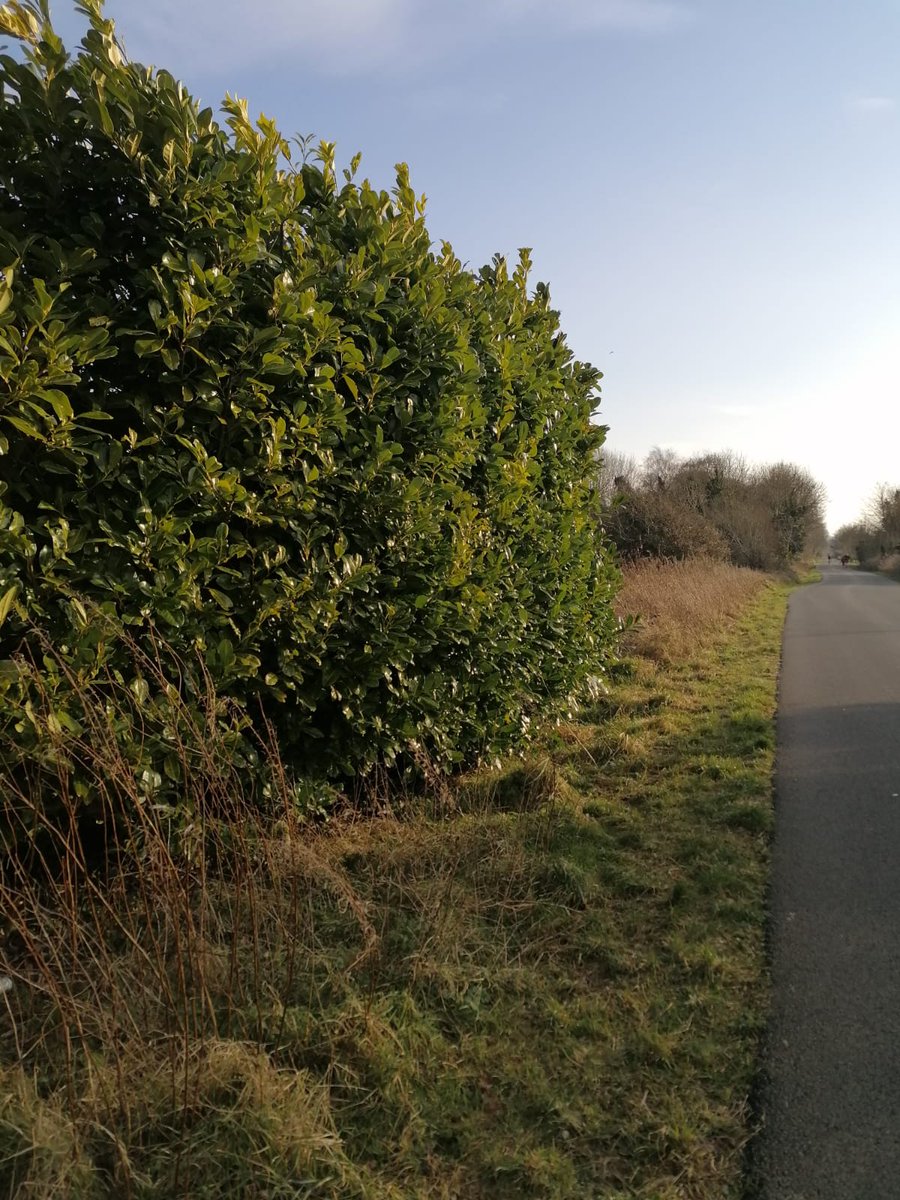 cmcnaul86's tweet image. Lilly Patterson 8RMH