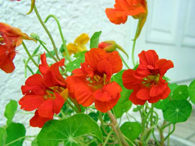 希望の花言葉 V Twitter ナスタチウム 花言葉は 困難に打ち勝つ この花言葉は丸い葉っぱを盾 赤い花を血に染まる鎧に見立て 困難に立ち向かう姿を表しているそうです