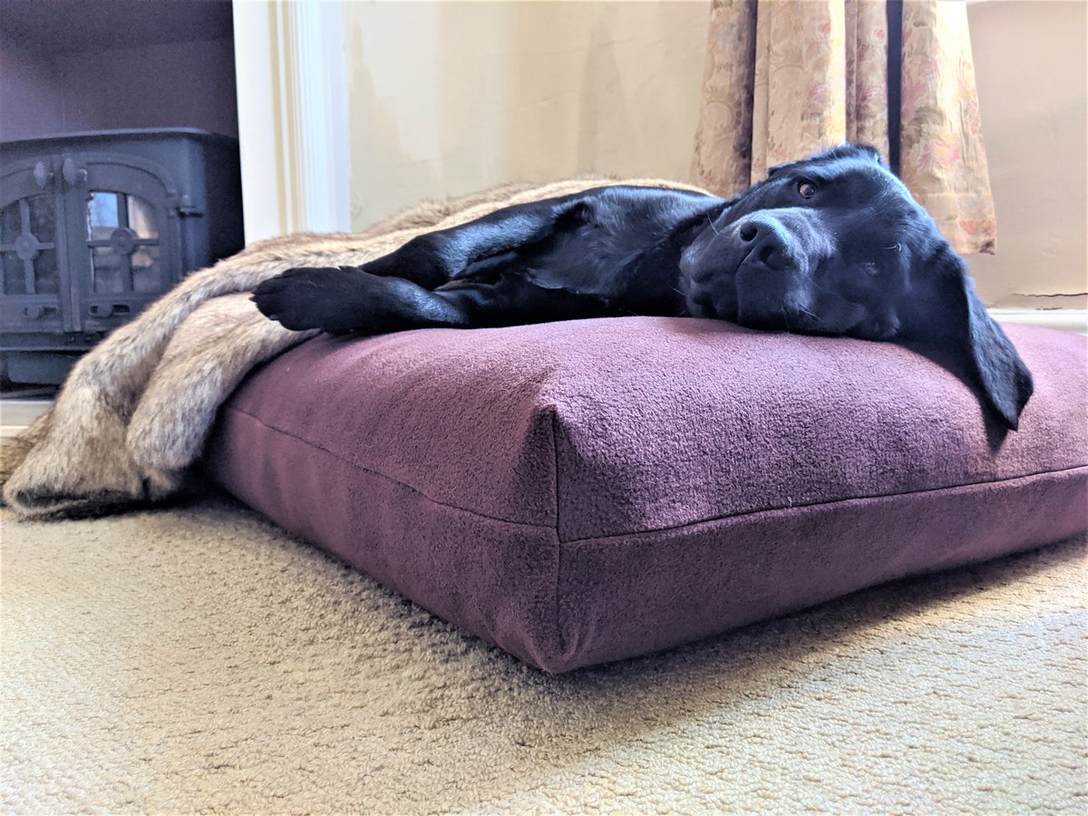 'Wake me up when Spring arrives...'
Amos on his Berkeley Orthopaedic Mattress - Made with pocket springs and deep layers of natural fibres for optimum comfort and joint support - https://t.co/pX0H5legLC
#dogbeds #luxurydogbeds https://t.co/K6fJokUg6B