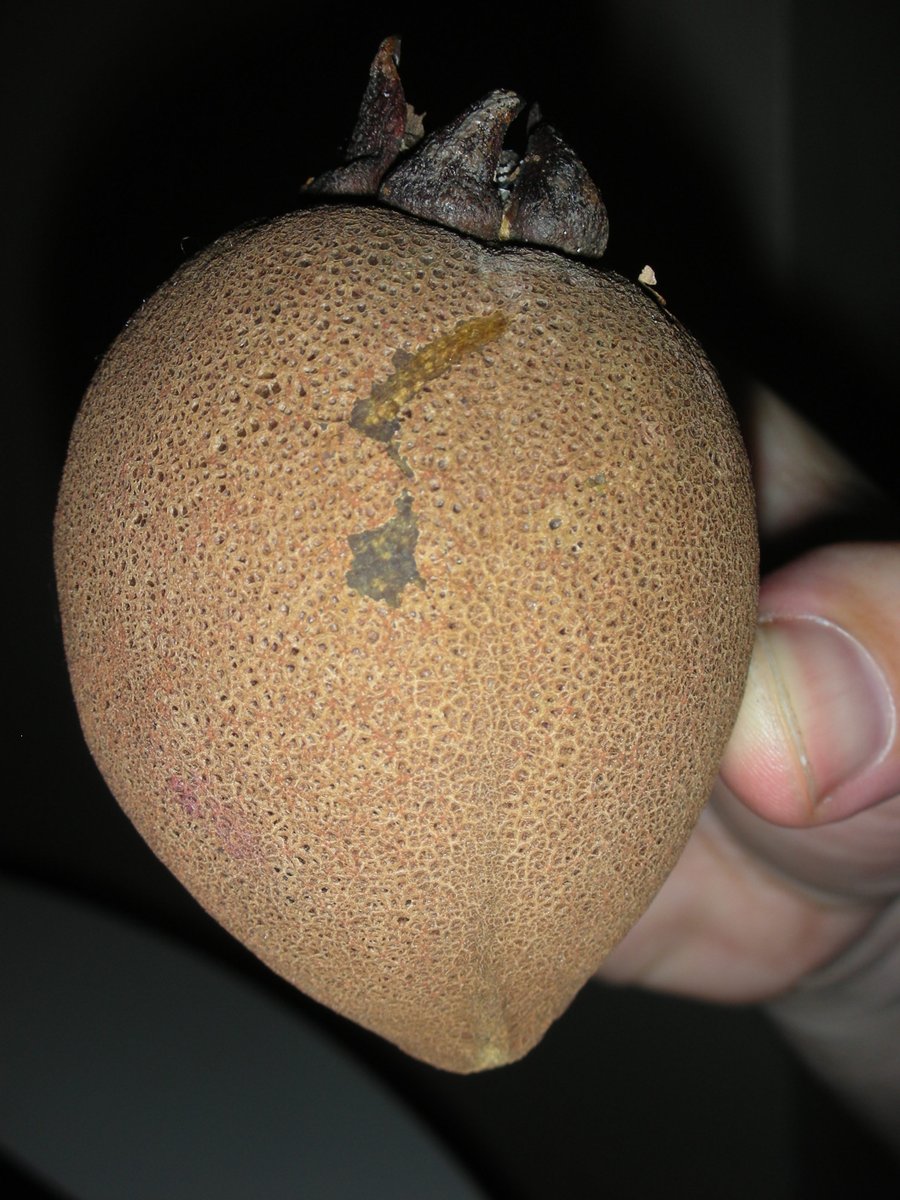  #Fridayfact Some dipterocarps don't have any wings, revealing the 'winged fruit' is actually a nut - Vatica rassak is a good example, but 'wingless' fruits are found in other genera too.