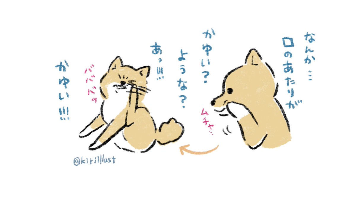 今日? #豆しばこつぶの日常 