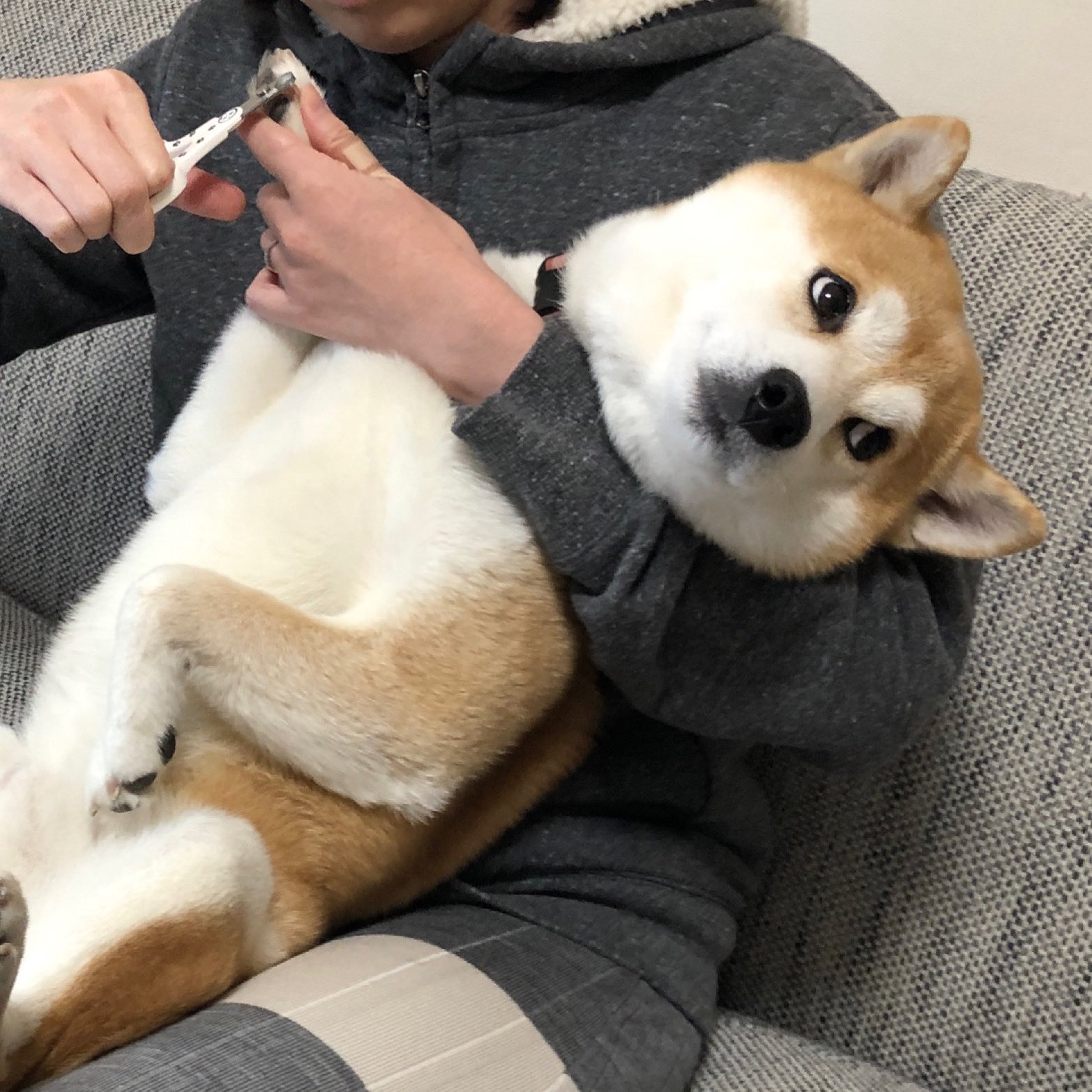 糞害を防ぐために100均で買った 鳥除けのトゲトゲ を設置した結果 えのげ 糞害を防ぐために100均で買った 鳥除けのトゲトゲ を設置した結果 えのげ