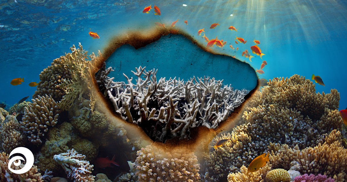 Ocean warming &amp; acidification have caused severe coral bleaching around the world. But there is still hope and time to partly reverse the damage humans have inflicted on our blue planet. Sign the #OceanEmergency petition >>> buff.ly/2XIQLIR