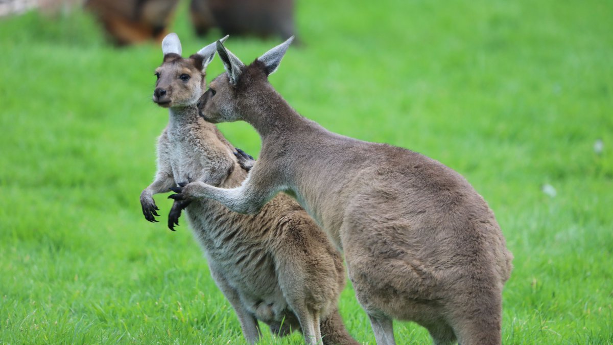 rzss's tweet photo. KangaRUMOUR has it #InsideTheZoo is coming to @BBCTwo next week😱

Tune in at 7pm on Tuesday 16 February to go behind the scenes @EdinburghZoo and @HighlandWPark🎥 

Get to know our amazing animals and the dedicated teams caring for them and protecting wildlife around the world💚 https://t.co/8gAR0WI8eM