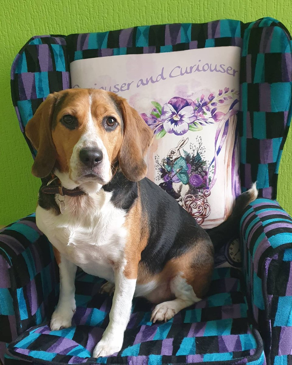 faithfulwestie's tweet photo. Happy 'GOTCHA' Day to my beautiful baby girl, Maisie ๐ฅฐ
#4years #beagle #bestfriend #fureverfaithful #beagledogs #beaglegirl #beaglesuk #beaglefacts #petsathome #happygotchaday https://t.co/rgHYJD2S1a