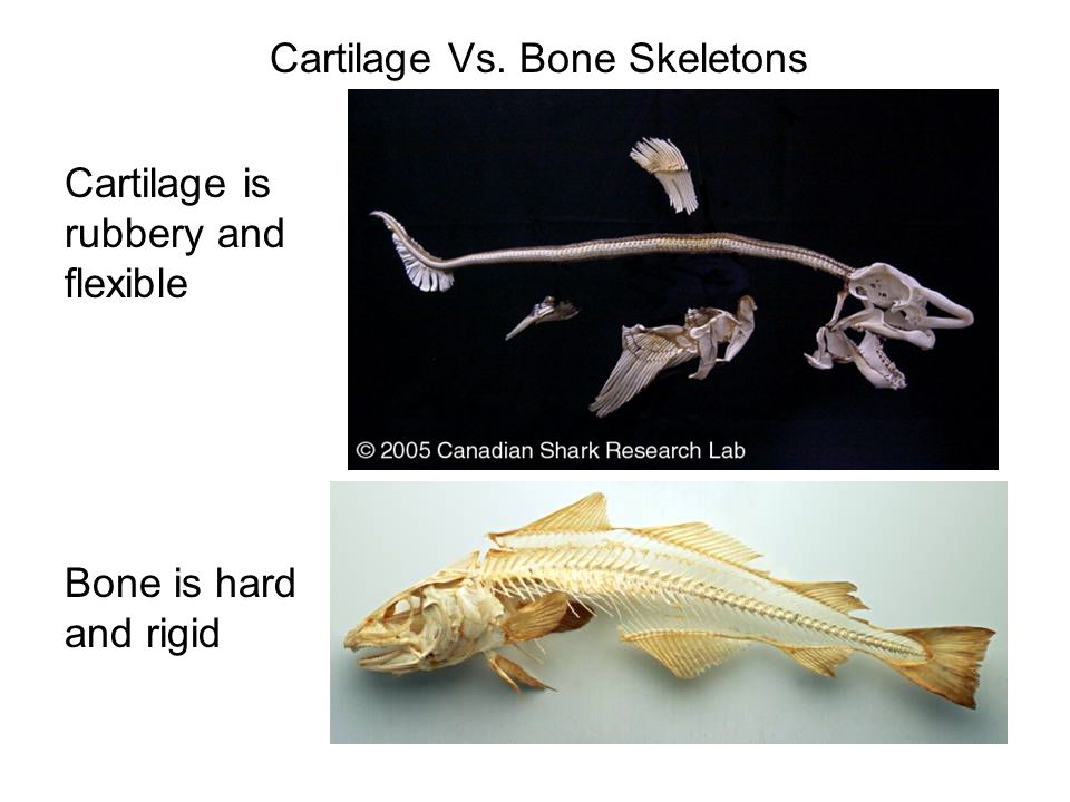 Shark Skeleton Cartilage