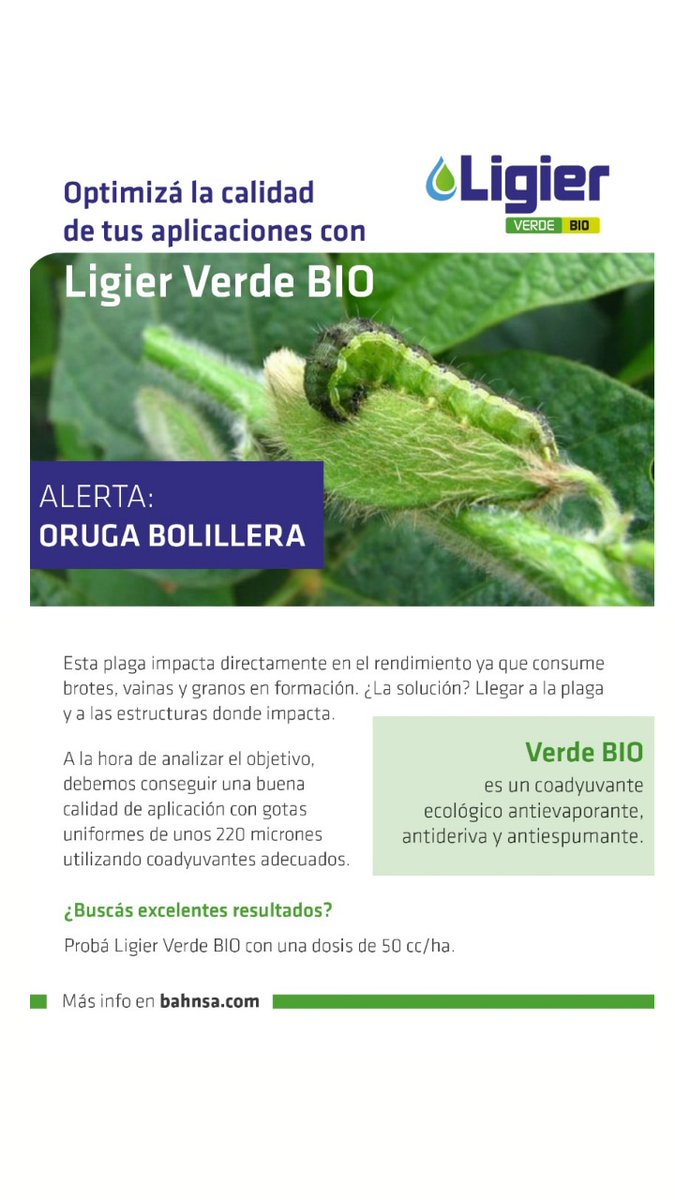 candelitasosa's tweet photo. Alerta ❌ 🐛🌱 Oruga Medidora en #Soja 
Plaga común en esta época del año y puede provocar grandes pérdidas si no se la controla. Se deben intensificar los monitoreos para la toma de decisiones 🌱 #Monitoreo #MIP #BPA #Plagas #AplicacionesEficientes #Ligier #LigierVerdeBio https://t.co/hQKo1HTd28