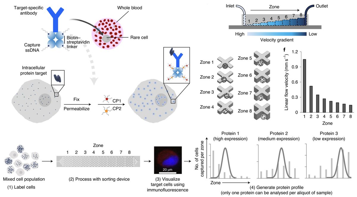 The expression of therapeutic protein targets in circulating tumour cells isolated from blood samples of patients with cancer can be tracked at the single-cell level by antibody-mediated magnetic labelling and microfluidic sorting.

rdcu.be/cfaDN