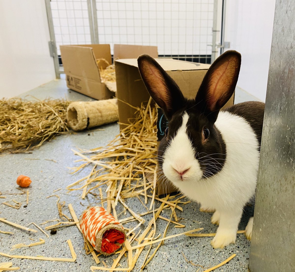 RSPCALeedsWakey's tweet photo. Calling all dog, cat and rabbit owners - take part in our #LoveYourPet competition over on Facebook to win a hamper full of goodies for your four-legged friend! Entries close this Sunday at 10am...
Full info: https://t.co/GCNe3Wgbo1
#Win #PetShow #DogShow #CatShow #RabbitShow https://t.co/JnNzQZTQjr