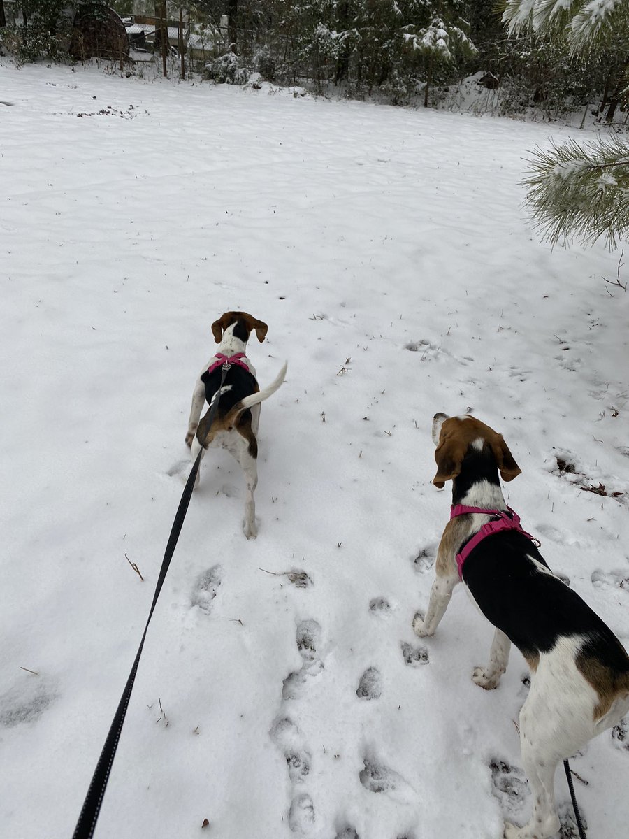 roxyjen8's tweet image. Holly and Autumn love their am walk in the  snow here in @nkcounty  remember if it’s to cold for you outside naked without shoes it’s probably to cold for them! Keep your babies inside warm and safe! @NewKentSheriffs