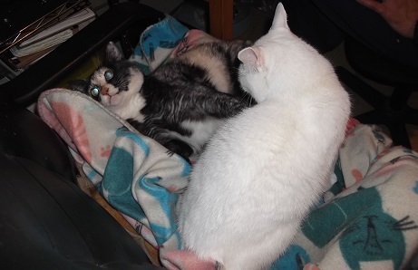 Zoey And Lulu こんばんは 私はたぬき猫 のルル ゾーイはいつも私のお気に入りの寝場所を盗ろうとするの 今日は最初っから取っ組み合いをしかけられたの Good Evening I M Lulu The Raccoon Cat Zoey Always Tries Stealing My Favorite Place To Zoey And Lulu こんばんは 私はたぬき猫 のルル ゾーイはいつも私のお気に入りの寝場所を盗ろうとするの 今日は最初っから取っ組み合いをしかけられたの Good Evening I M Lulu The Raccoon Cat Zoey Always Tries Stealing My Favorite Place To