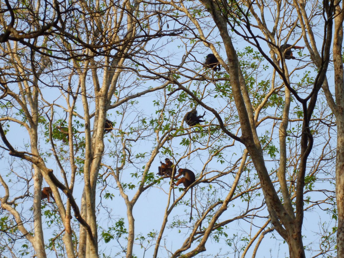 debarros_miguel's tweet photo. #Macaco vermelho (Erythrocebus patas patas) é uma das espécies ameaçadas devido a forte pressão florestal, ao consumo e comércio. Os parque naturais de #Cacheu e de #Cantanhez têm jogado um papel crucial na salvaguarda e manutenção dessa espécie e da vida selvagem na #GuinéBissau https://t.co/cI3dvc9X2R