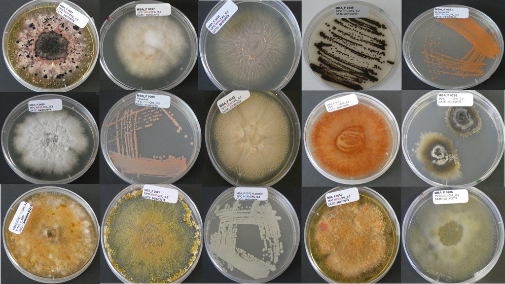 MBA - Marine Biological Association tweet media