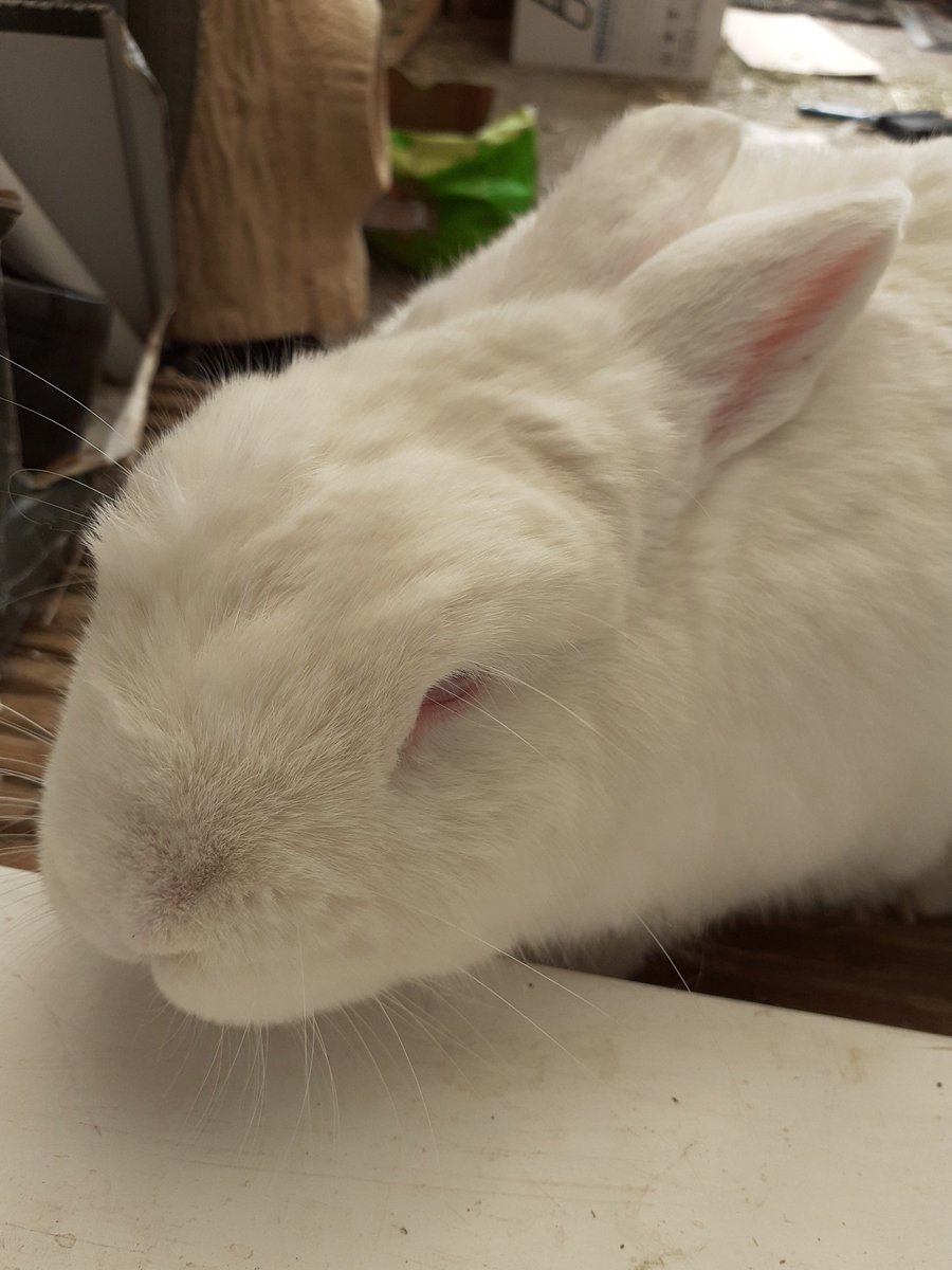 Today, add in some play time. Do something fun. Eat a good book, eat a good hairbrush, lick the door, share snacks with others. 😆