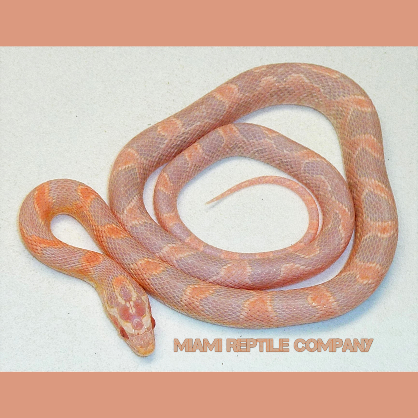 The Secret Of Corn Snake Teeth: Revealed! - b0y1zqa