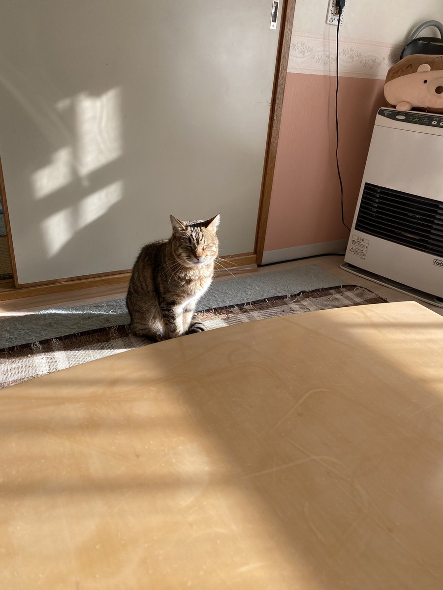 nekokami_sa's tweet photo. ちょいと前の神々しい猫

#猫のいる暮らし 
#猫好きさんと繋がりたい https://t.co/jjhyGFWTzJ