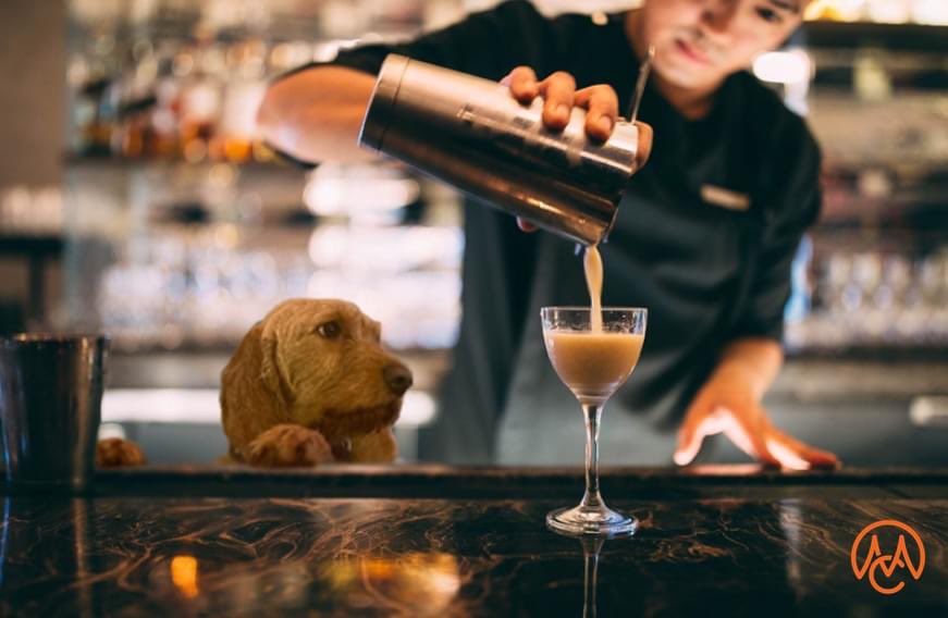 CourtesyMasters's tweet photo. Friday Woof! Waiting for my best cocktail ever #theknickerbocker #timessquare #StCloudNYC #LHW #CourtesyFauves https://t.co/KECeKbA87v