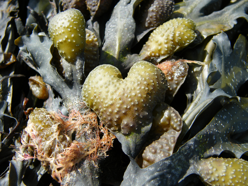 ALGAplus's tweet photo. Keep Calm and Fucus on Seaweed, ´cuz that it´s all you need! 🥰🌿

Happy Valentines Day! 💘

#algaplus #seaweedlovers #seaweed #fucus #valentinesday #allyouneedislove #thebeatles #loveisallaround https://t.co/esKhUiifby