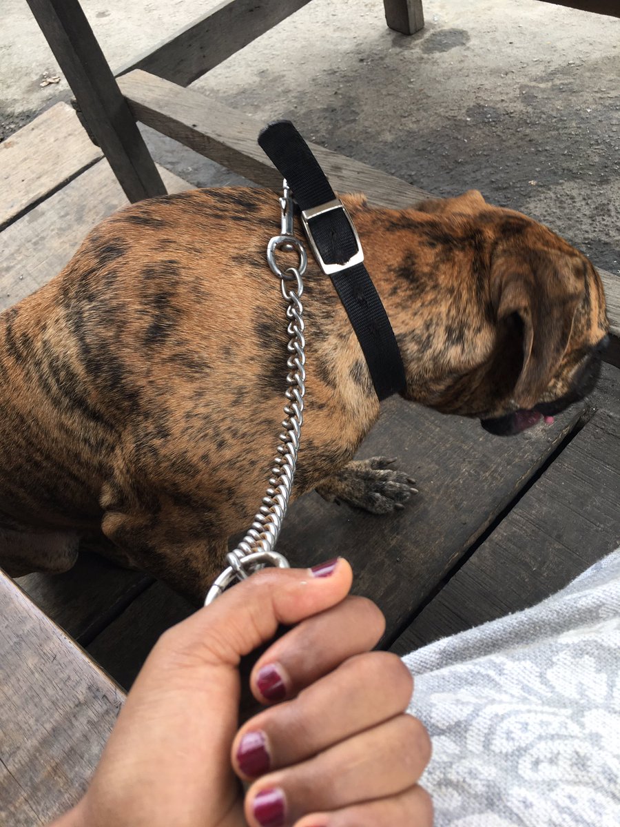 Decided to wait for the owner outside to see how the dog would react to the car, the owner...you get the drift. Ignore my joggers and all biko, no time to enter bathroom 