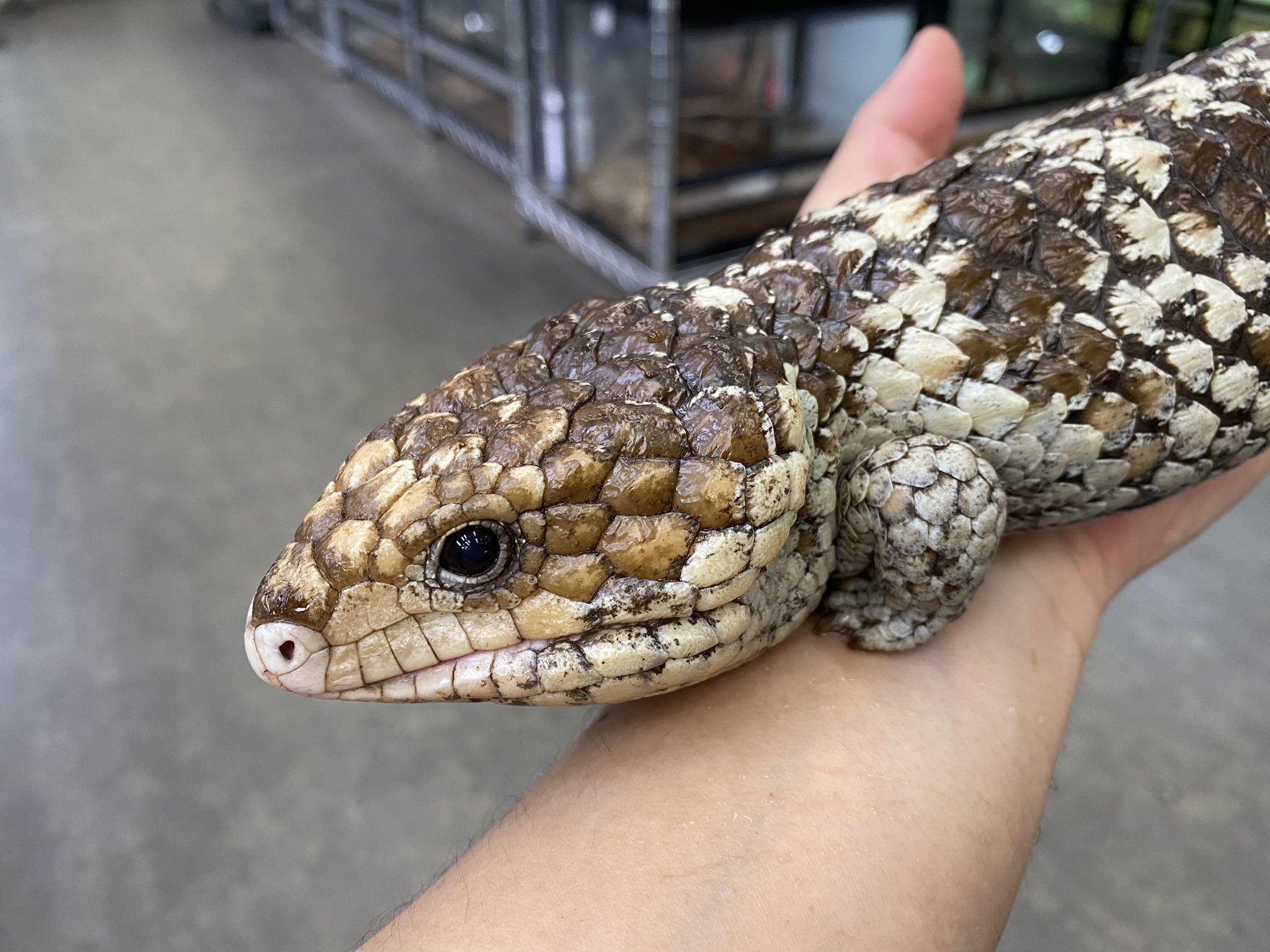 ペポニ みなと店 超久々 ニシマツカサトカゲ入荷 かっちり育った買い込み個体 松ぼっくりみたいなフォルムが可愛い うるうるの瞳と短い手足がたまりません ニシマツカサトカゲ みなとペポニ T Co Qdzrxnyc2w Twitter