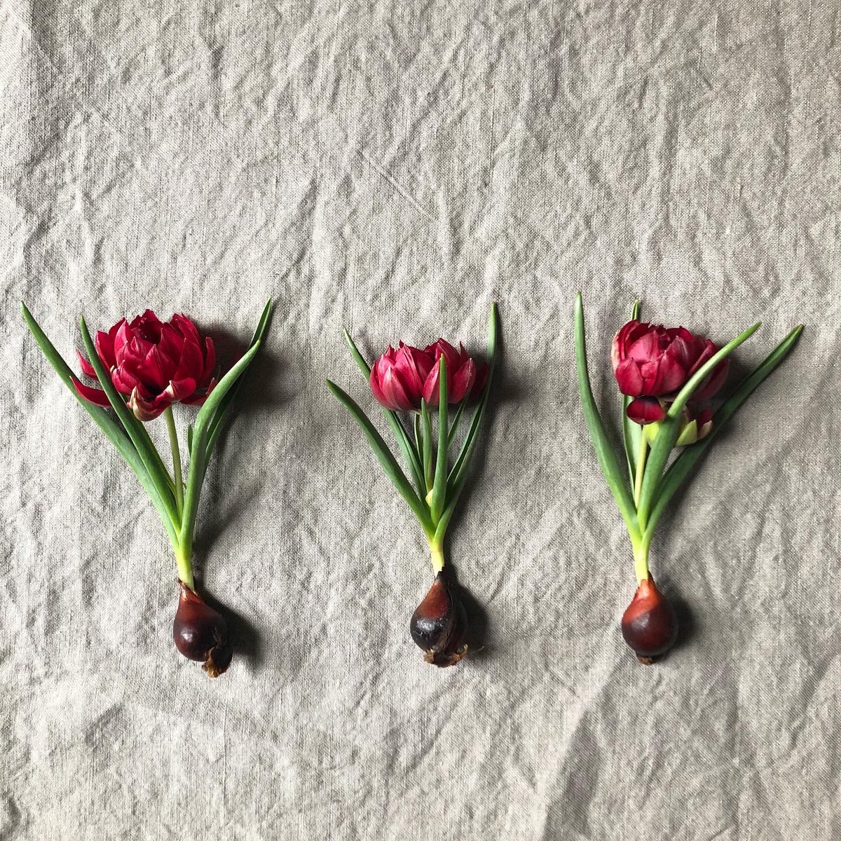 pauseflower's tweet image. Winter Flowers
PAUSE + Koichi Terasaka exhibition

2021年2月13日(土)-19日（金）
※16日（火）は休み
12:00－17:00

PAUSEの花々と寺坂耕一の
イラストを展示販売致します

出張花屋は13（土）14（日）
2日間開催

#さんのはち
#寺坂耕一
#pause