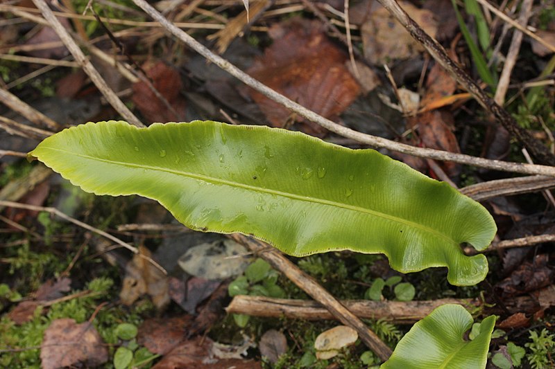 Waterways Ireland (@waterways_irl) on Twitter photo A common fern throughout the waterways is hart’s tongue (Asplenium scolopendrium │ Creamh na muice fia) – visible on lock and quay walls and in hedges. Traditionally it was boiled and made into a poultice to help cure burns and scalds!
<a href="/HeritageHubIRE/">The Heritage Council</a> <a href="/BioDataCentre/">Biodiversity Ireland</a> A common fern throughout the waterways is hart’s tongue (Asplenium scolopendrium │ Creamh na muice fia) – visible on lock and quay walls and in hedges. Traditionally it was boiled and made into a poultice to help cure burns and scalds!
<a href="/HeritageHubIRE/">The Heritage Council</a> <a href="/BioDataCentre/">Biodiversity Ireland</a>