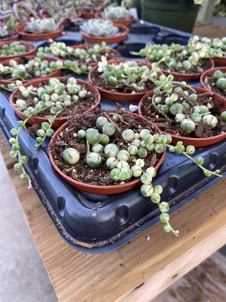 GreenstreetGard's tweet image. We have variegated string of pearls in stock! #succulents #stringofpearls #sop #variegated #lothian #southcounty #gardencenter #hardtofind