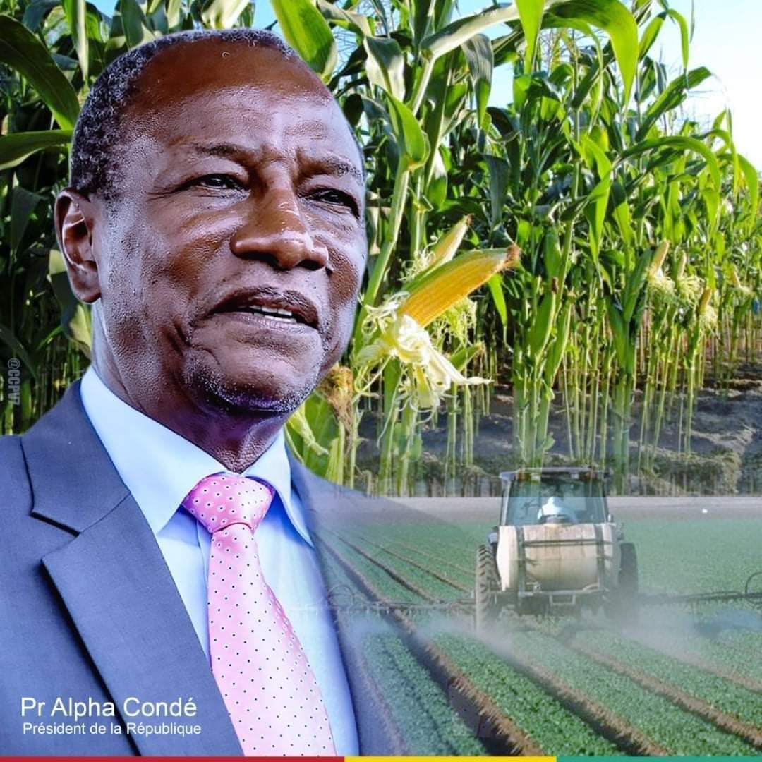 aminata655's tweet photo. Réforme de l’agriculture, une priorité du Président Alpha CONDE. 
Depuis son avènement à la magistrature suprême, le Président Alpha CONDE a engagé une vaste campagne agricole pour donner aux guinéens une autosuffisance alimentaire.

#Guinée #Kibaro https://t.co/kTBNIUzxBK