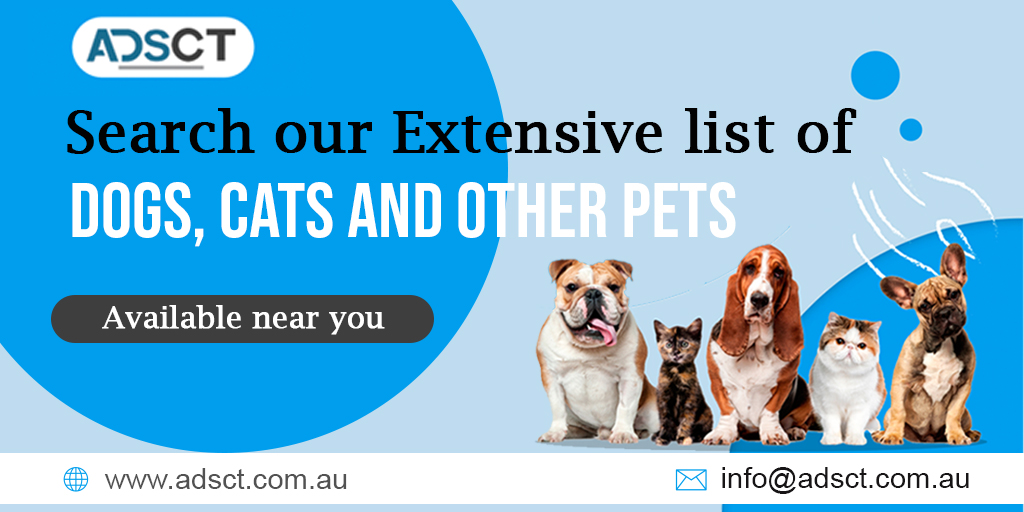 adsctofficial's tweet photo. ADSCT is one of the top choices for Pet & Animals lovers. If you want to purchase Dogs, Cats & Birds then visit the ADSCT portal where you find different types of beautiful male/ female puppies & Cats according to your preference Visit:- https://t.co/12rAHxAoc8
#adsctclassified https://t.co/4tZSJBmKF8
