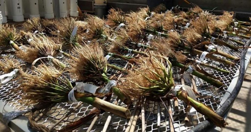 Newly discovered #trait helps #plants grow deeper roots in dry, compacted soils.
Read Full:bit.ly/3qeQI4b.
Open for Article Submission  regarding Natural Product and Plant Resources at plantresour@escienceopen.com.