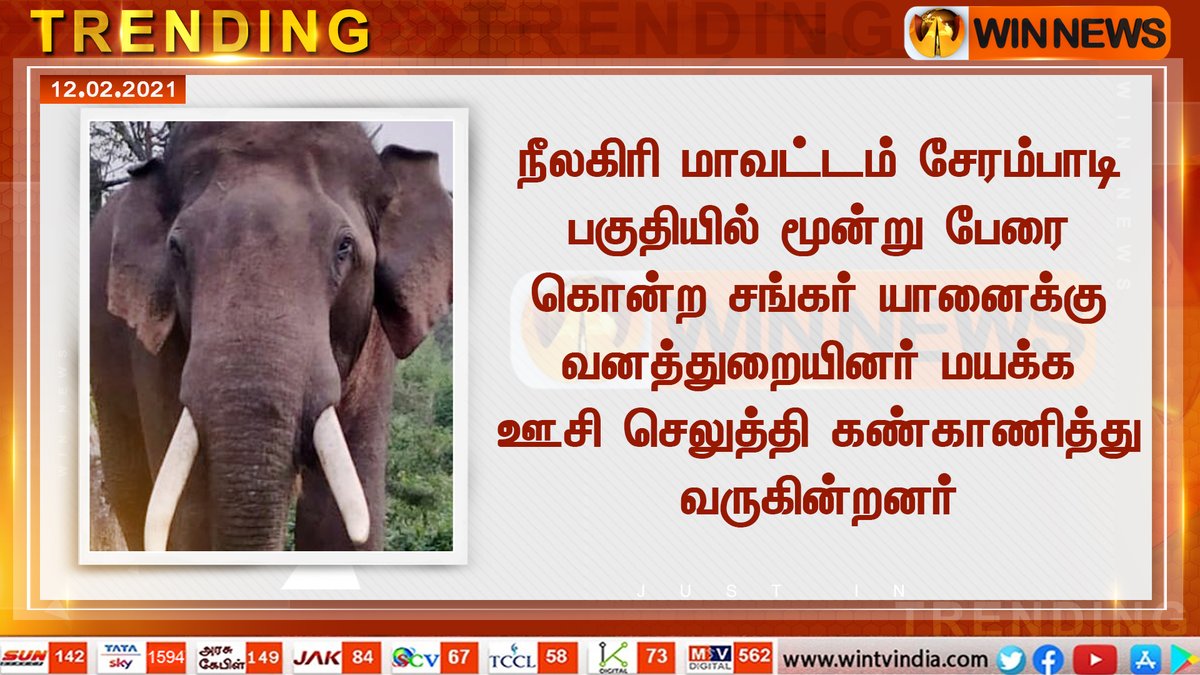 WINNEWS_IN's tweet image. நீலகிரி மாவட்டம் சேரம்பாடி பகுதியில் மூன்று பேரை கொன்ற சங்கர் யானைக்கு வனத்துறையினர் மயக்க ஊசி செலுத்தி கண்காணித்து வருகின்றனர்

#Nilgiris #Shankar #ElephantShankar #WinNews #Trending