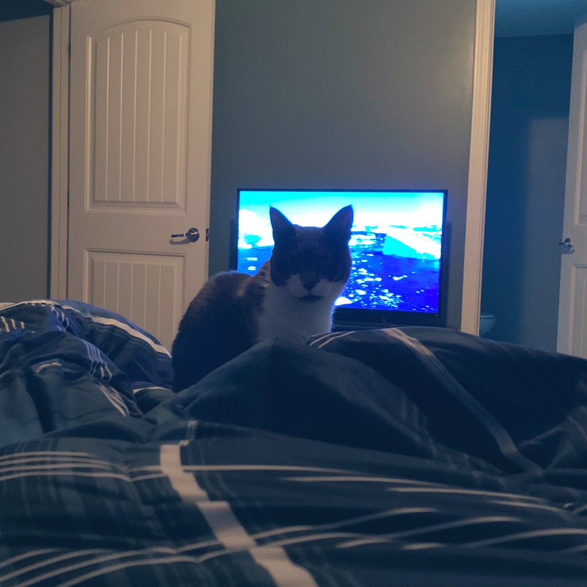 Buttons_LeFloof's tweet photo. Mom. Get. Up. 😾 https://t.co/MowWPIVLjY