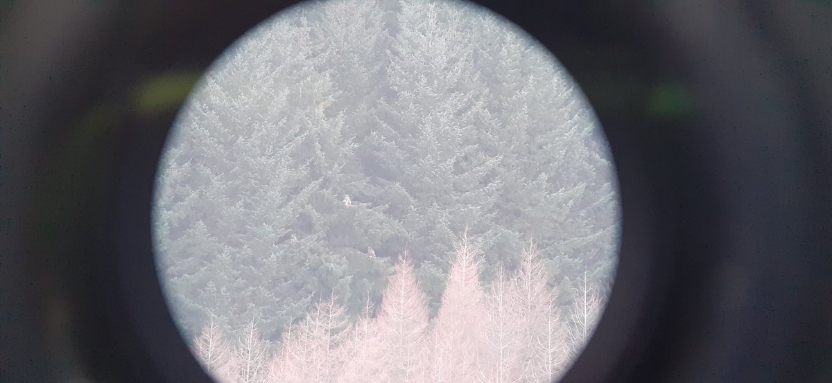 Ad sea eagle pr suddenly took off &amp; disappeared over the far horizon just to put me off the scent but I'll be back!😏 As the light faded-now about 5.30/6pm-these 3 imms drifted in. Some fantastic aerobatics, talon grapples &amp; play in a Baltic breeze before settling for the night🥶